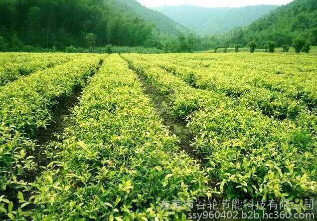 廣東谷輪茶葉烘干機(jī)、茶葉烘干房、節(jié)電節(jié)能設(shè)備、箱式干燥設(shè)備